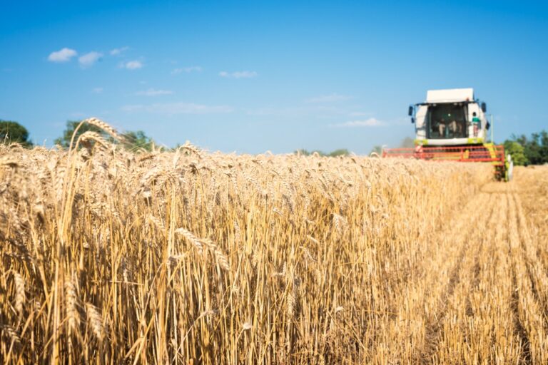 Combine harvester working in the wheat field